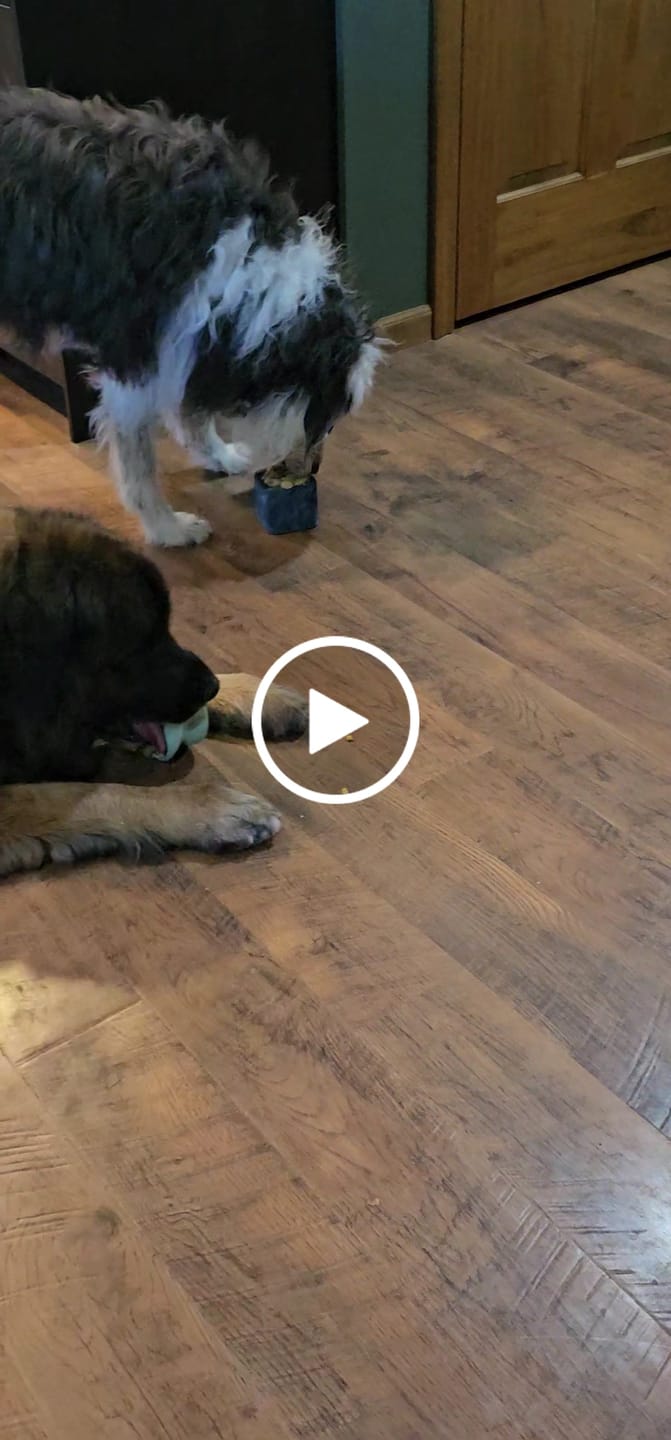 Customer video review of Freezbox - Super Tough Treat Toy