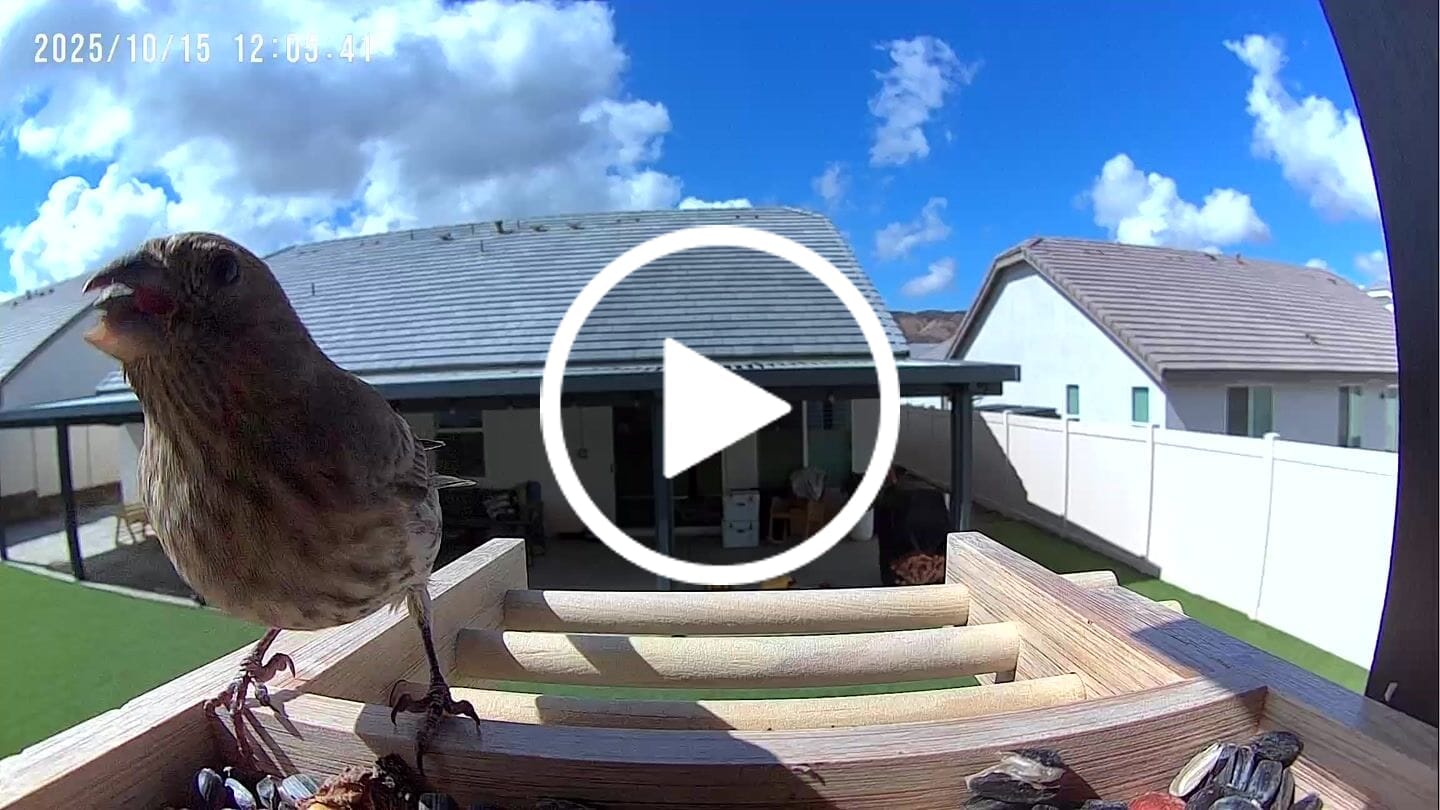 Customer video review of Birdfy Feeder Bamboo Mini - Bird Feeder With Camera