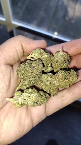 Customer photo review of Burger Breath Indoor THCA Flower Full Size Buds
