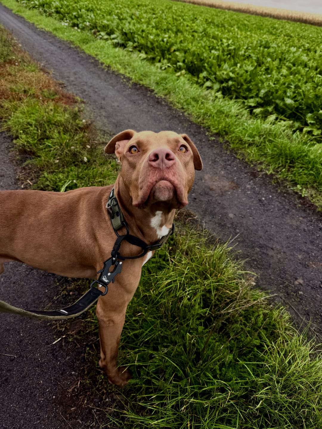 Customer photo review of Smycz przepinana dla psa - Multi Leash Black Edition Khaki