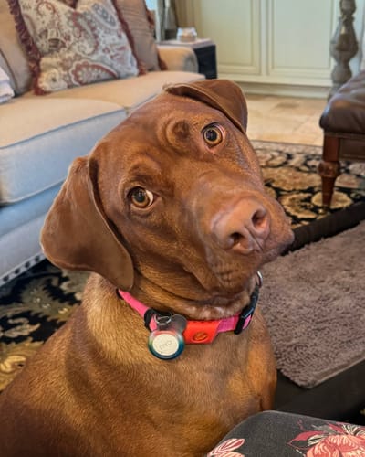 Reseña cliente FurLife