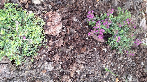 Customer photo review of Kruiptijm 'Roze/Rood' - Thymus praecox 'Coccineus' (ook per/m2)
