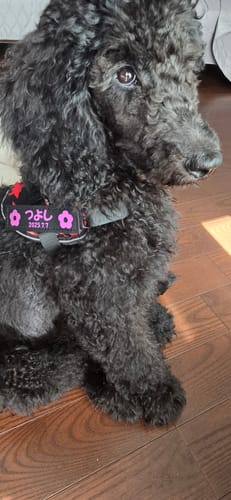 Customer photo review of FunFunPet 高機能ハーネス（お名前タグ作成サービス付き）