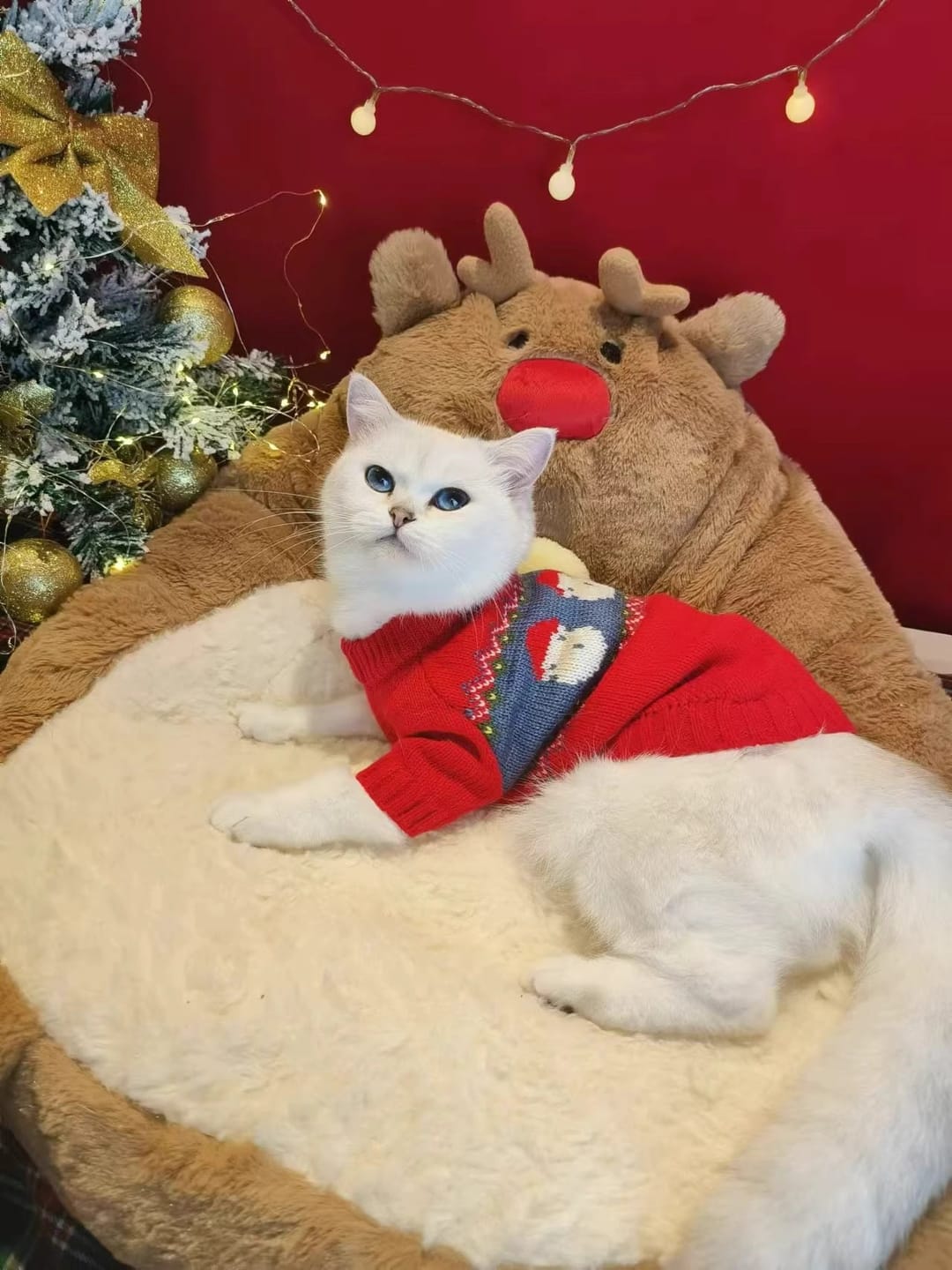 Customer photo review of Chritstmas Reindeer Pet Calming Bed