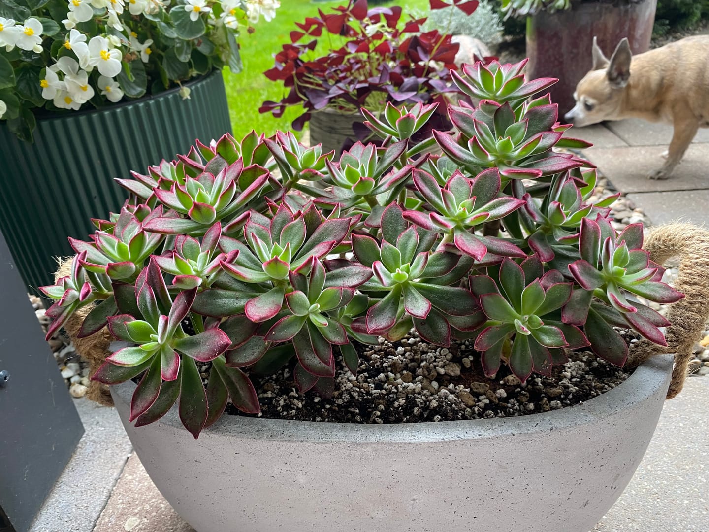 Customer photo review of Cacti & Succulent Mix
