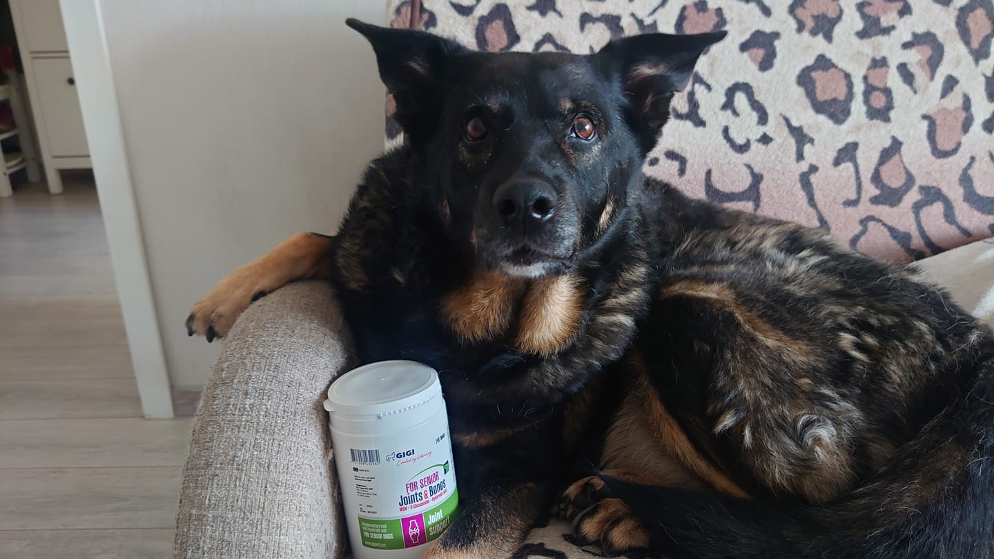 Customer photo review of For Senior Joints and Bones | Supplement for Old Dogs