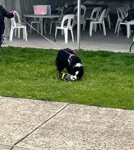 Sharon M. review of Biothane Tracking Leash image 1 out of 1