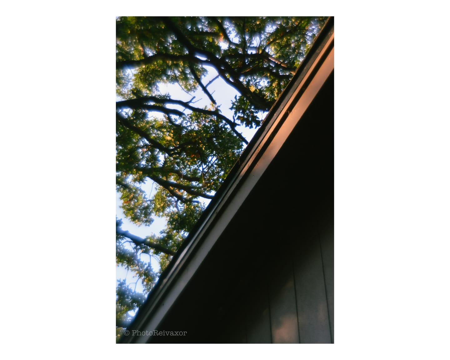 Customer photo review of Film Simulation Preset Pack (Digital Download)