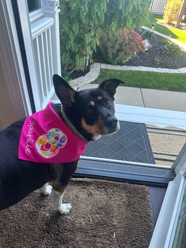 Customer photo review of Personalized Dog Party Pack