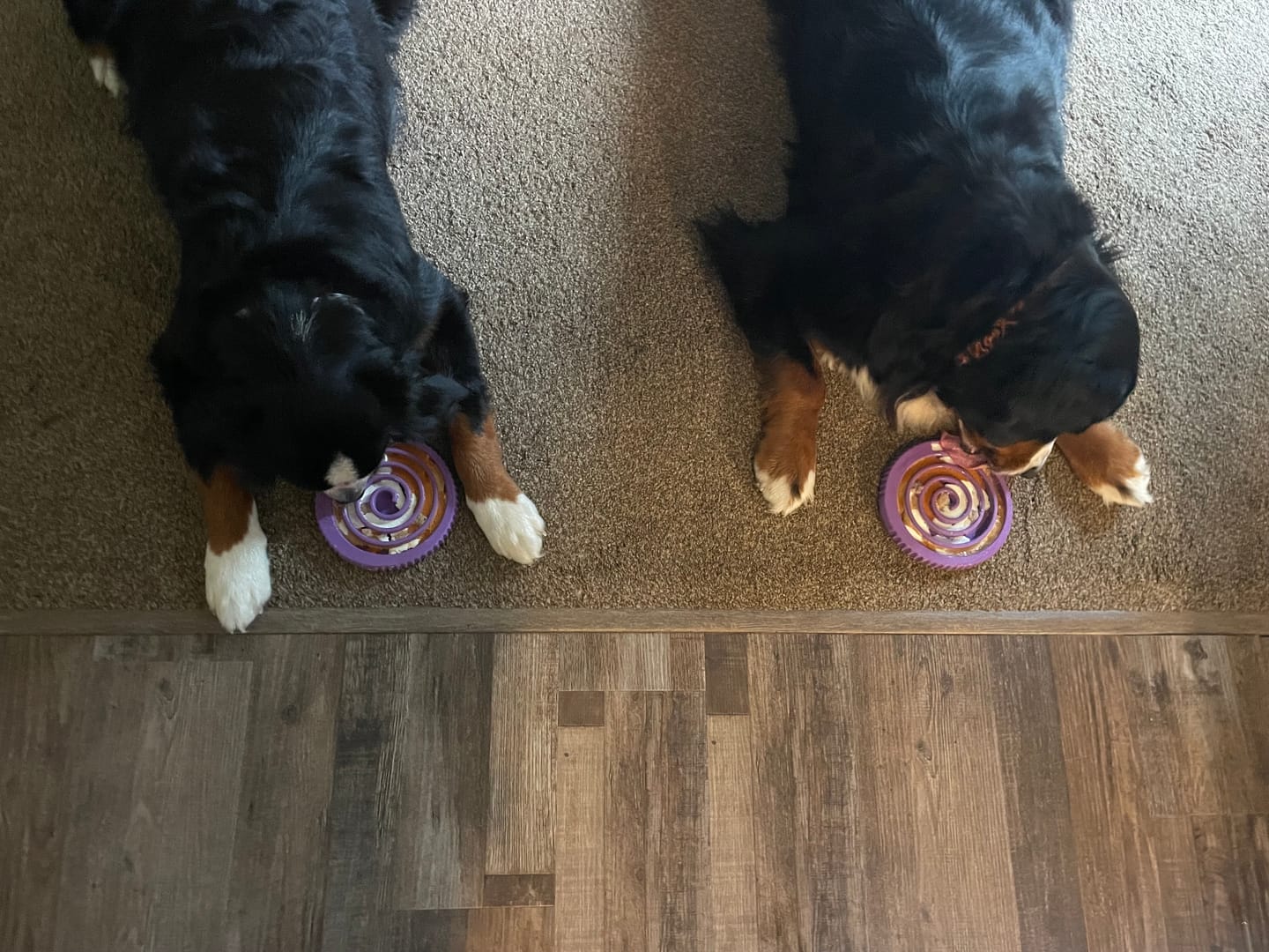 Customer photo review of Crunchy Feet Bundle