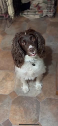 Customer photo review of Oatmeal Dog Shampoo with Coconut & Lime Fragrance