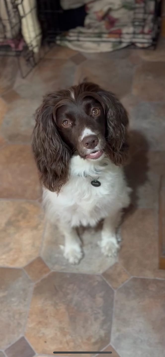 Customer photo review of Oatmeal Dog Shampoo with Coconut & Lime Fragrance