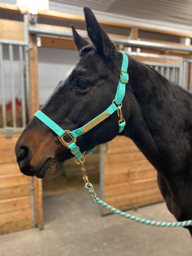 Customer photo review of iCavalos - Horse halter (7 Days)