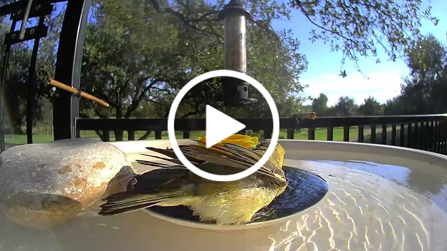 Customer video review of Birdfy Bath Pro - Solar-Powered Smart Birdbath with Fountain