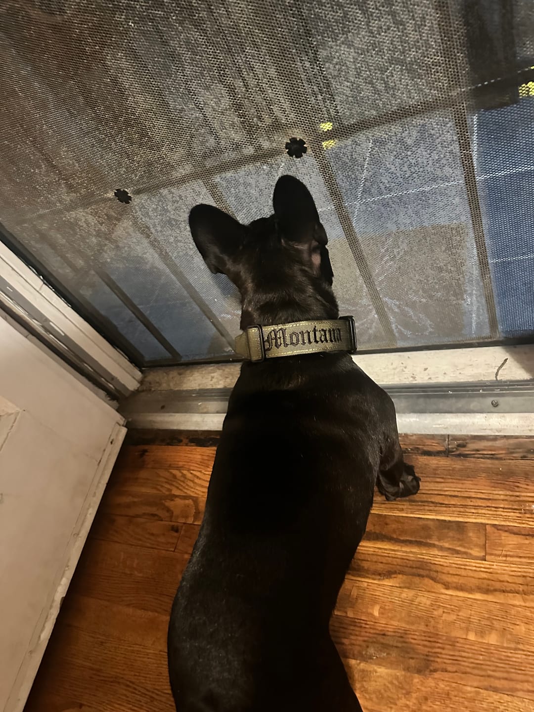 Customer photo review of 4cm Combat® Collar | Handle & Rated Clip -  Khaki