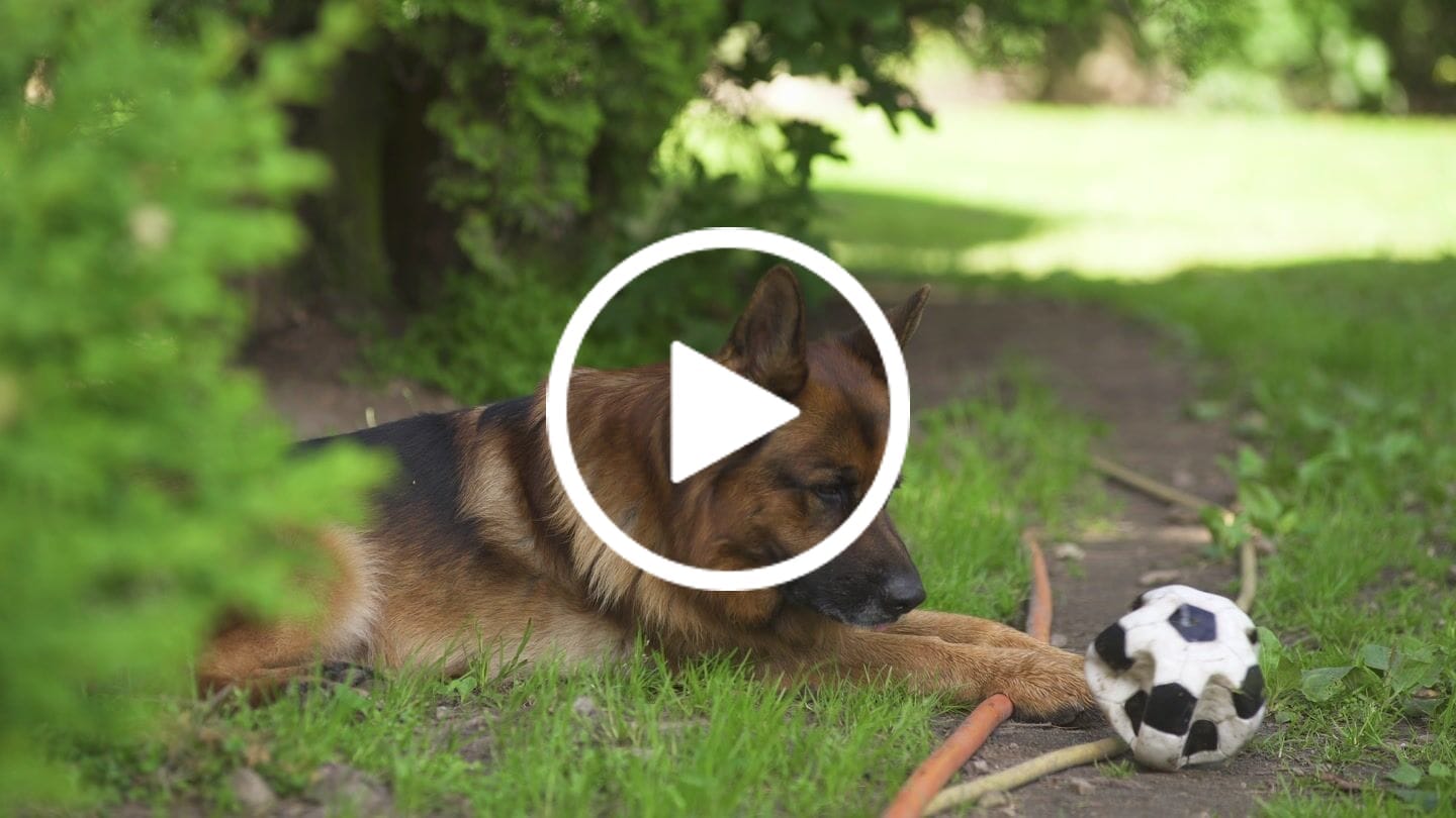 Customer video review of Dr. Wuffys Gelenkformel – getestet von Wolfgang