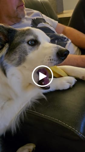 Customer video review of Yak Chew Pack – 6 Flavor-Infused Sticks