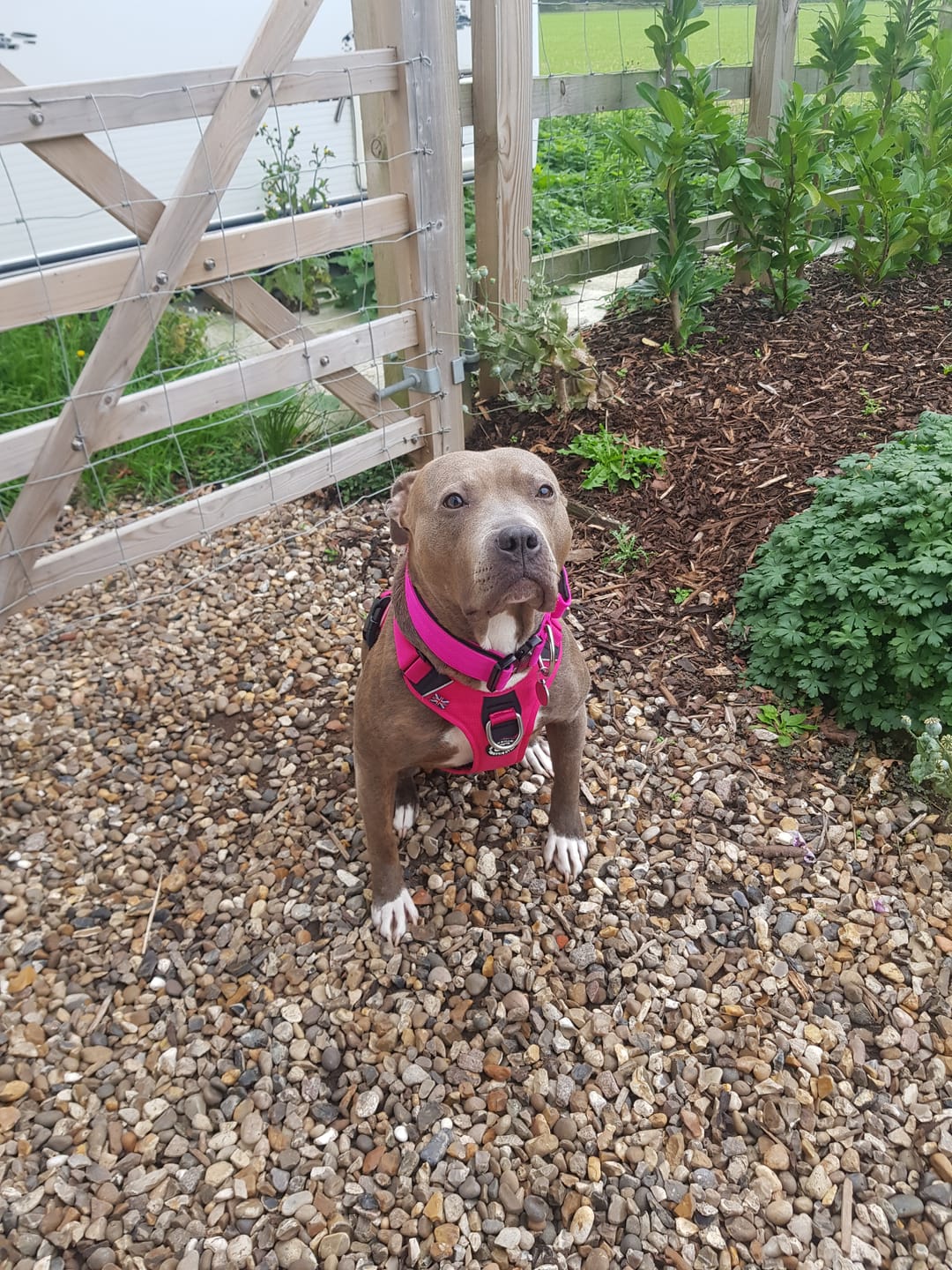 Customer photo review of Anti Pull Hurricane Harness Lighter | With Handle - Carminerose