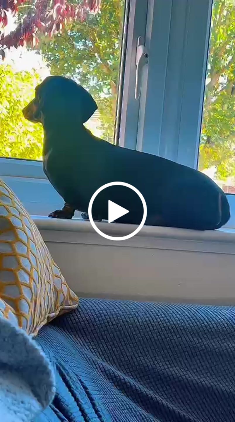 Customer video review of Rechargeable Anti Bark Training Collar - Sound & Vibration - No Shock