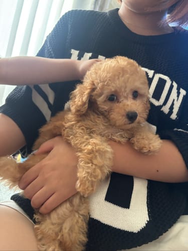 Customer photo review of FunFunPet 高機能ハーネス（お名前タグ作成サービス付き）