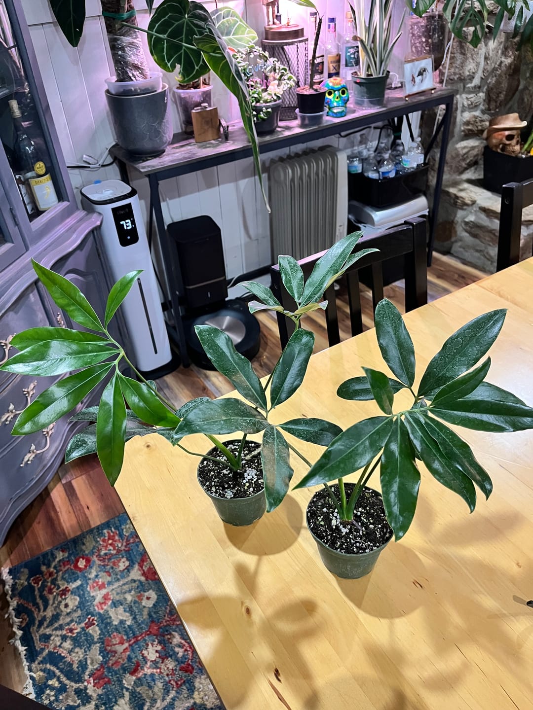Customer photo review of Philodendron goeldii