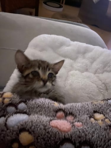 Avis photo d'un client sur Coffret Découverte Chaton - 1kg Croquettes + 8 Pâtées + 3 probiotiques