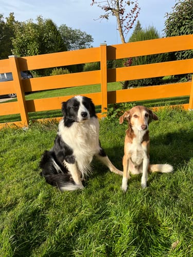 Customer photo review of Fass mein Frauchen / Herrchen nicht an - Google findet dich nicht - Individueller Hoodie Unisex Rückendruck