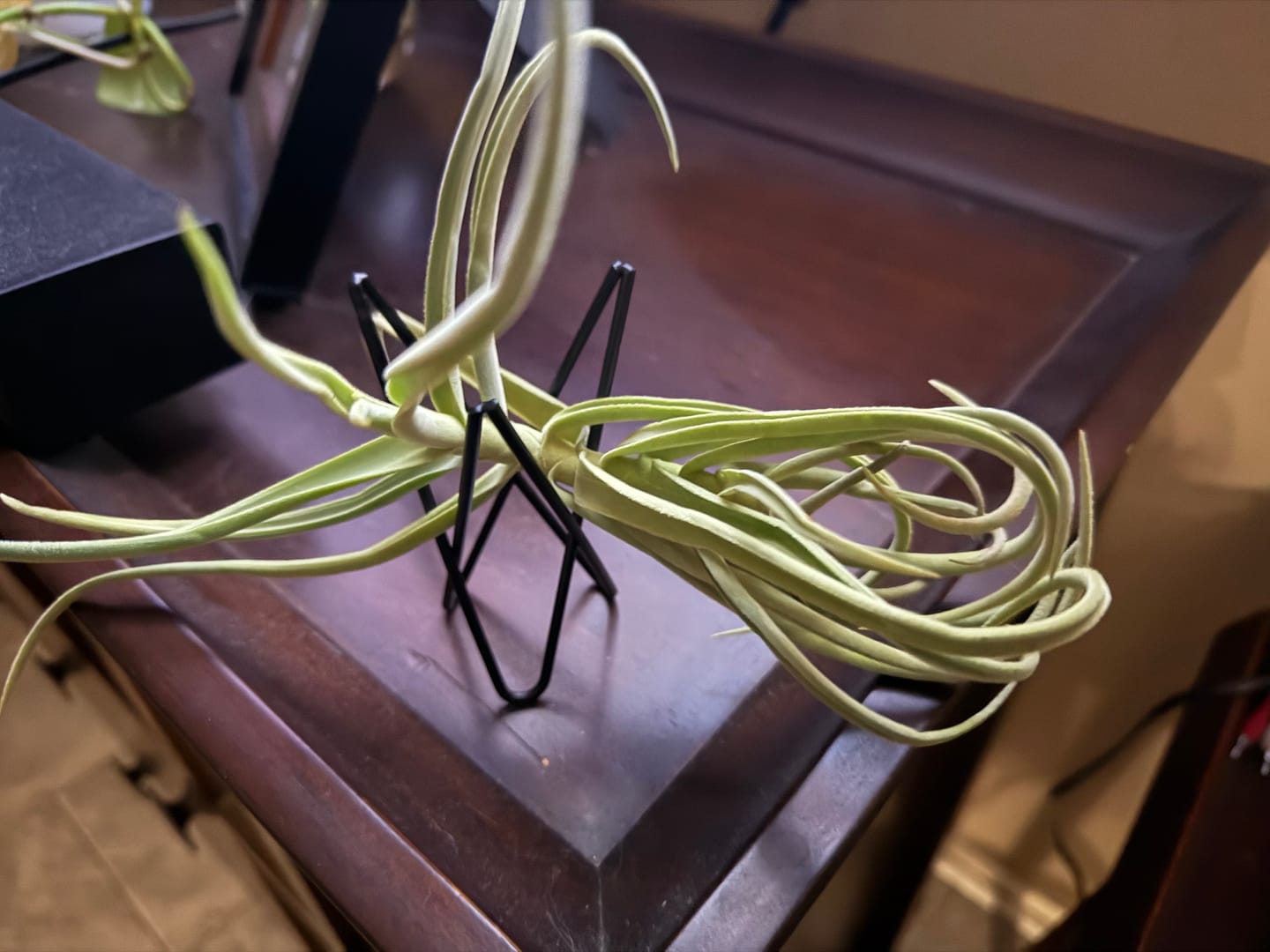 Customer photo review of Duratii Thick Leaf Giant Form  SALE!!!
