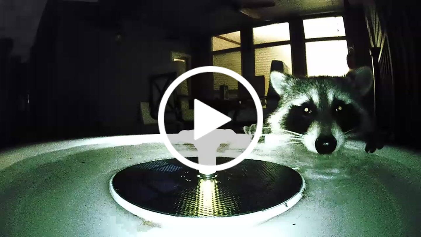 Customer video review of Birdfy Bath Pro - Solar-Powered Smart Birdbath with Fountain