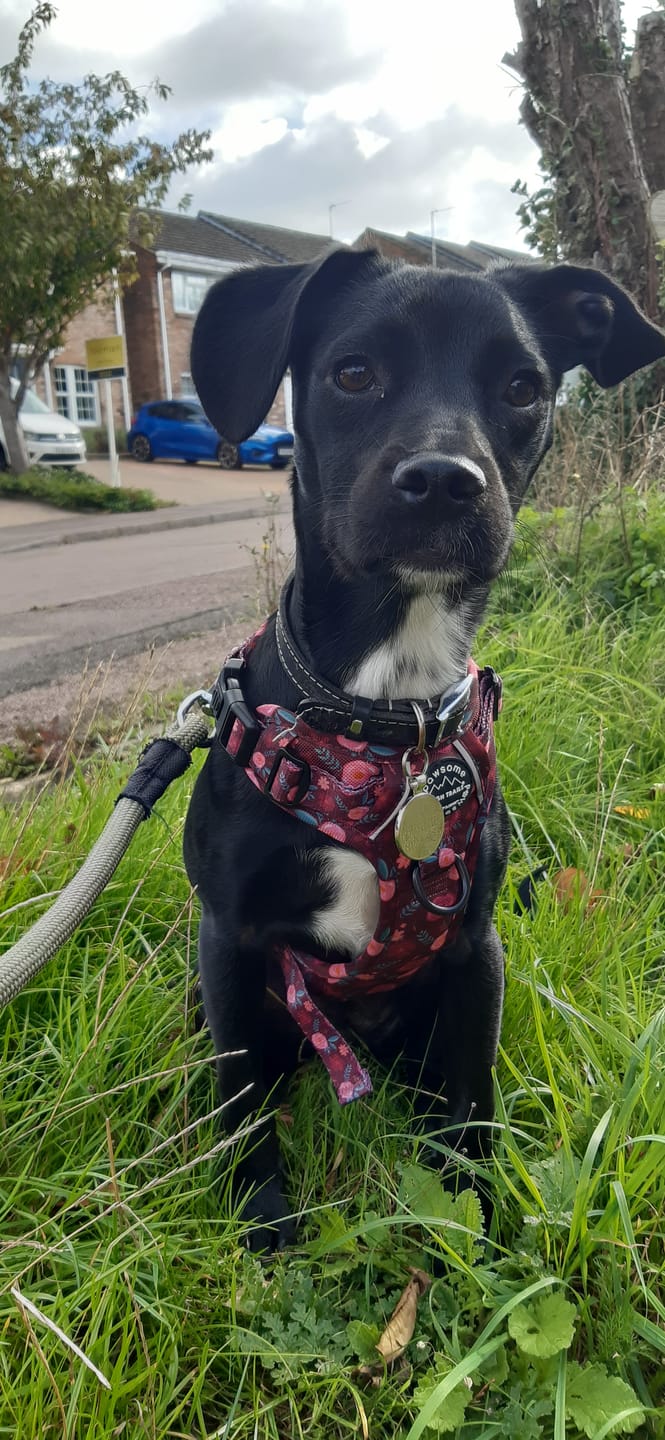 Customer photo review of Tough Trails™ Harness - Mable's Meadow
