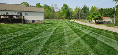 Customer photo review of GCI Turf Type Tall fescue Grass Seed