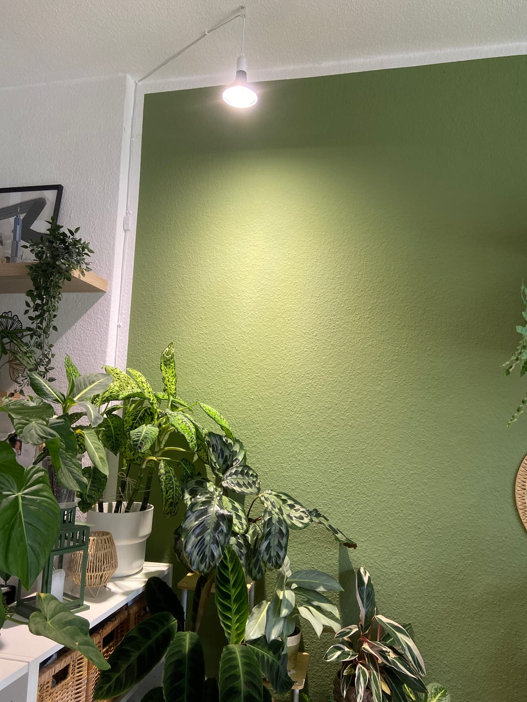 Customer photo review of Pflanzen Lampen - Jungle Lux (LED)