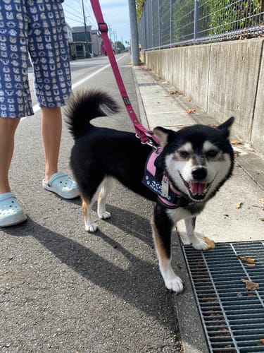 Customer photo review of FunFunPet 高機能ハーネス（お名前タグ作成サービス付き）