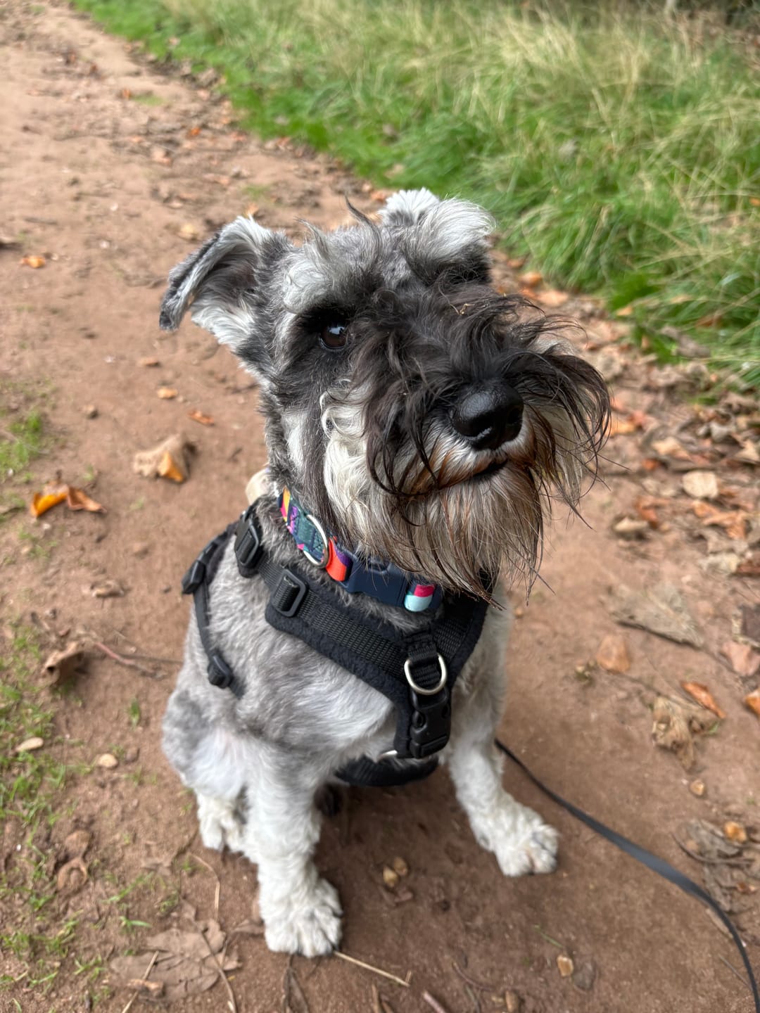 Customer photo review of Core Collar