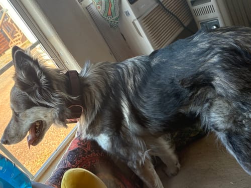 Customer photo review of 2" Tacti Luxe Dog Collar - Rose Gold - Chocolate