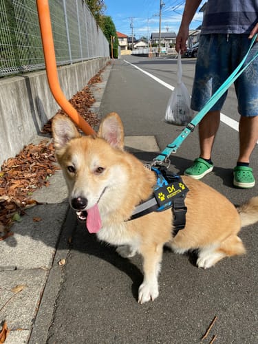 Customer photo review of FunFunPet 高機能ハーネス（お名前タグ作成サービス付き）