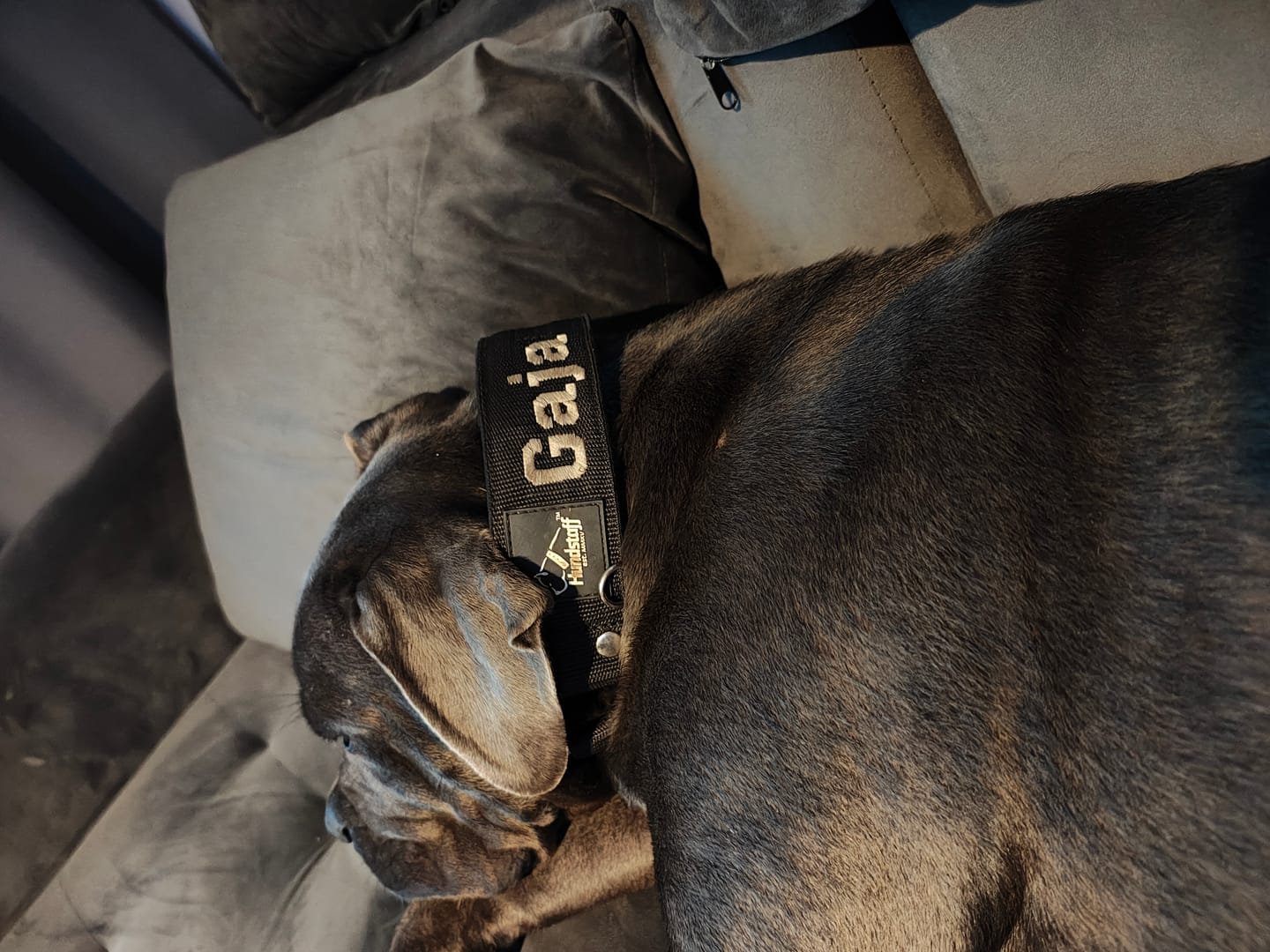 Customer photo review of Szeroka obroża półzaciskowa - Martingale Czarna
