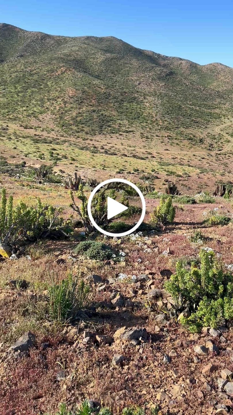 Customer video review of Correa Nato Dando La Hora Verde