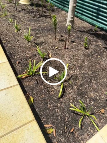 Customer video review of Alfresco - Hippeastrums | Amaryllis | Hippeastrum x hybridum