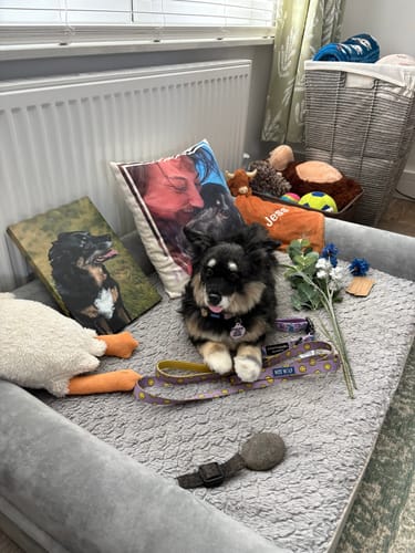 Custom Petslify plush reviewed by Renni K., handmade replica of their pet