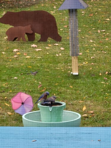 Customer photo review of Alba Cordless Fountain