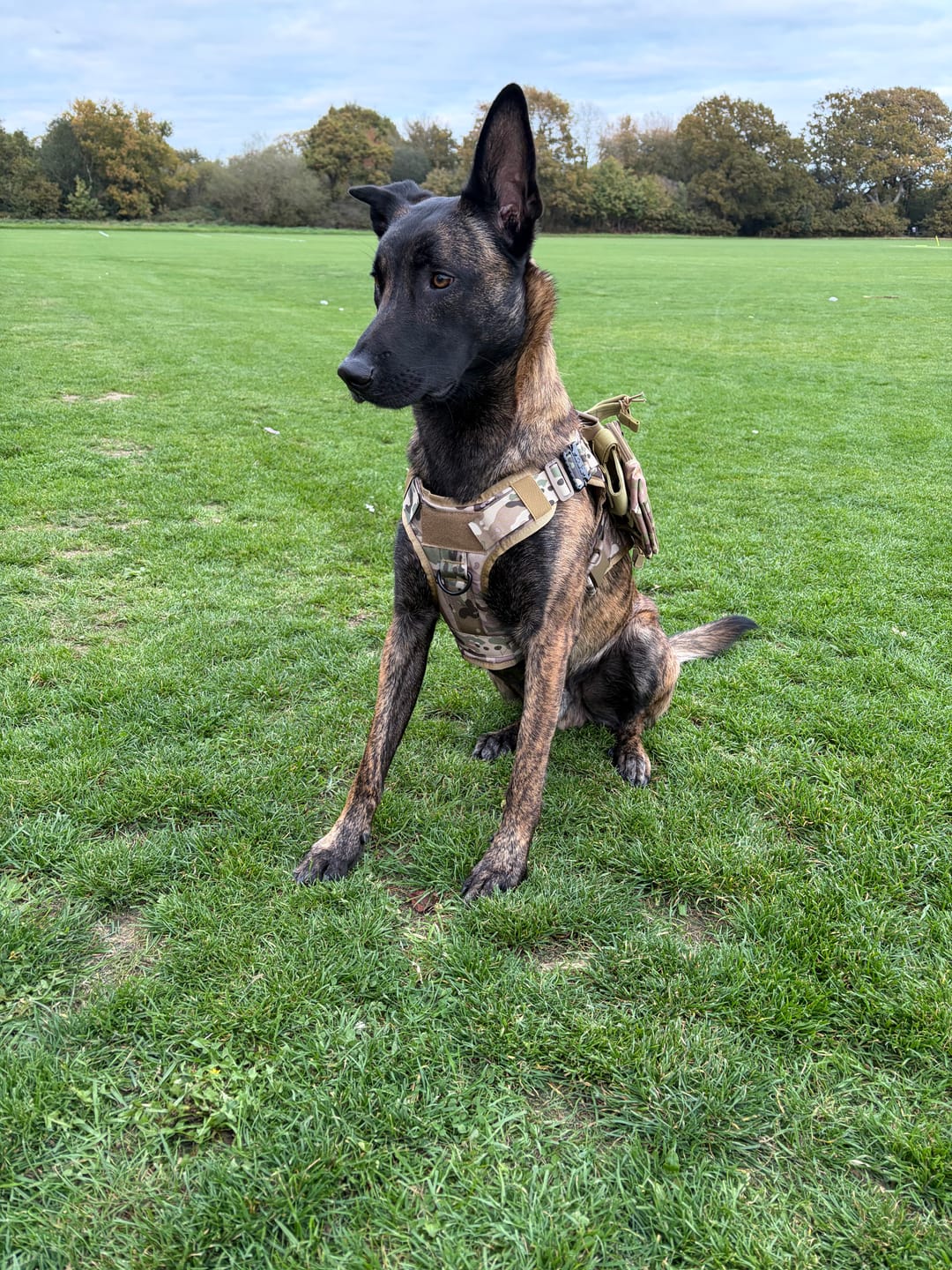 Customer photo review of 6-in-1 Full Tactical Set- Harness, collar, leash and MOLLE pouches
