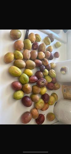 Customer photo review of Passion Fruit (Maracuya)