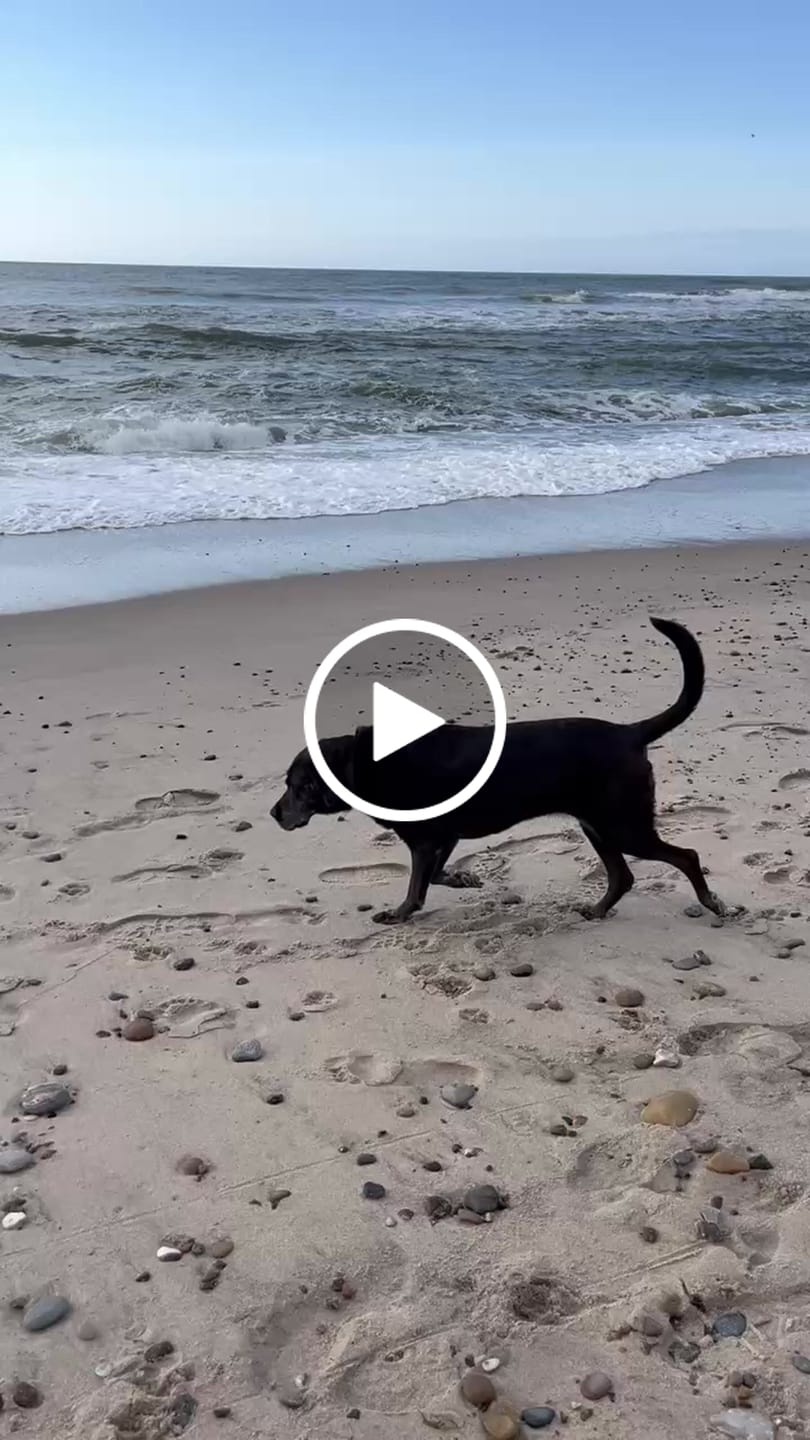 Customer video review of Dr. Wuffys Gelenkformel – getestet von Wolfgang