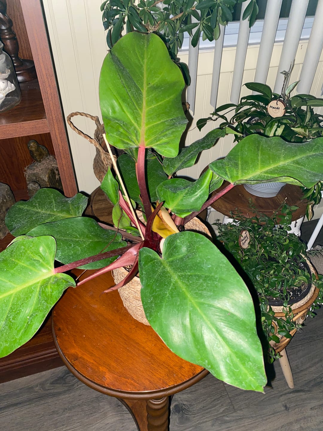 Customer photo review of Philodendron 'McColley's Finale'