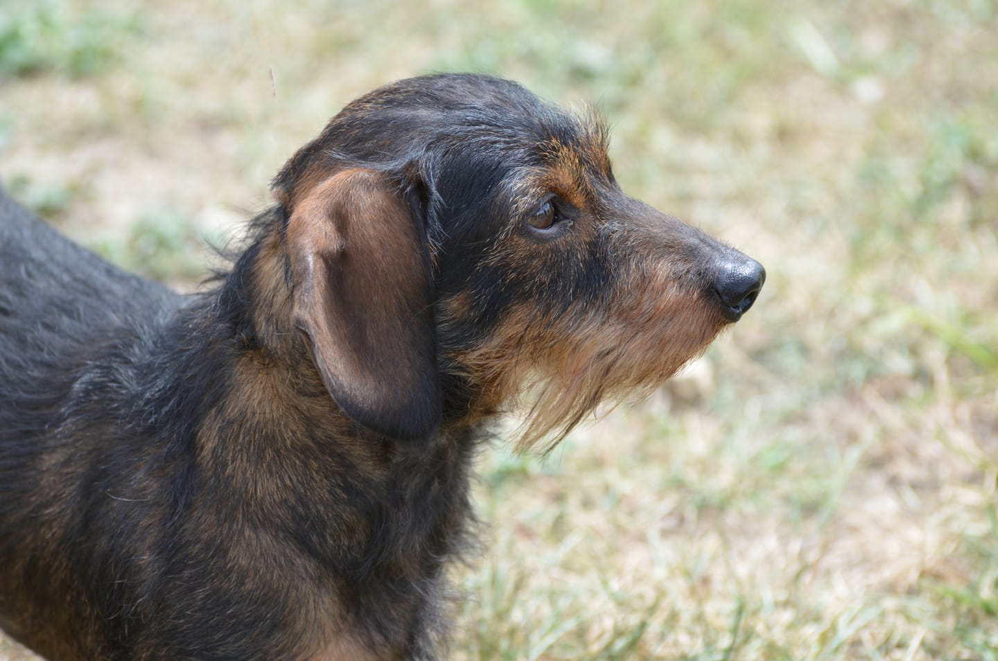 Customer photo review of Dr. Wuffys Gelenkformel – getestet von Wolfgang