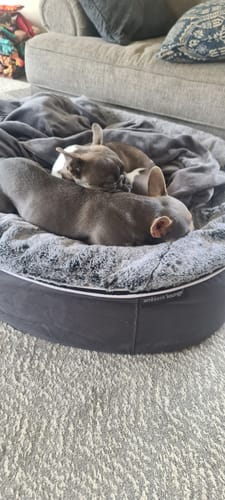 Customer photo review of Large Rebound Foam Mattress Dog Bed - Interior/Outdoor