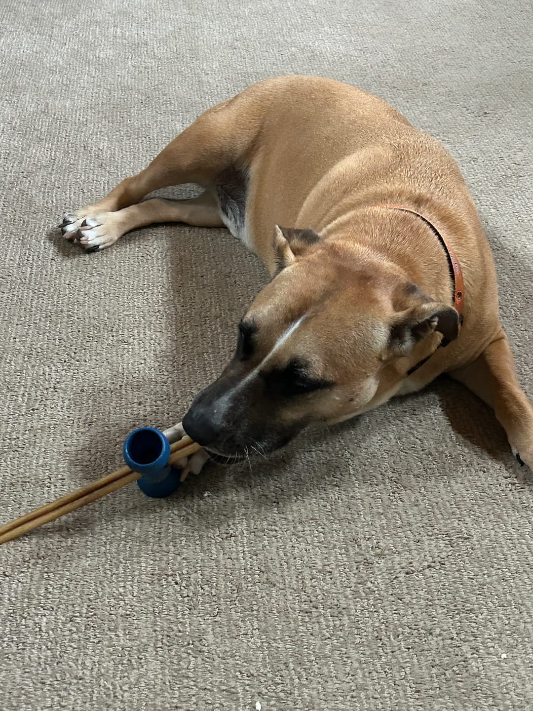 Customer photo review of 12 Inch Standard Bully Stick