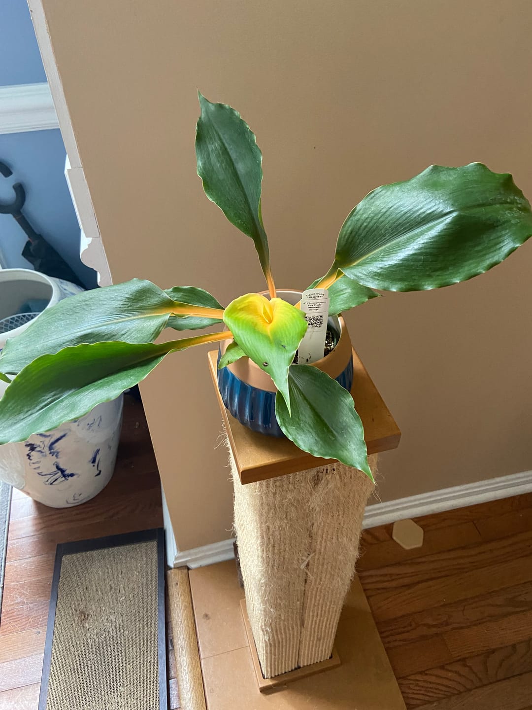 Customer photo review of Chlorophytum 'Fire Flash' 'Mandarin Orange'