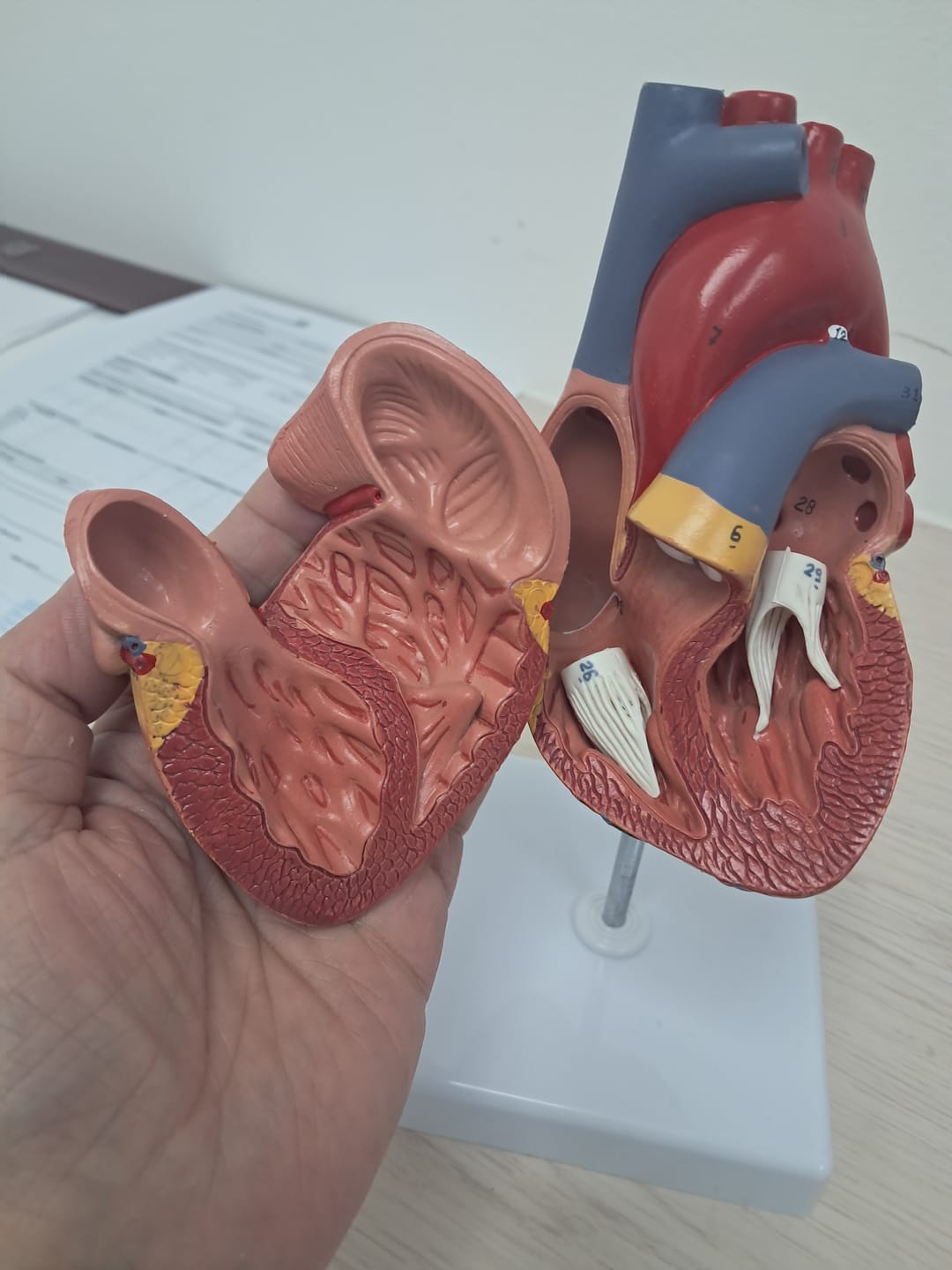 Customer photo review of Corazón desarmable 2 partes